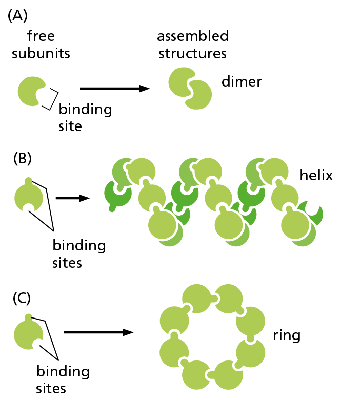 A diagram shows how protein molecules bind to form a dimer, helix, or ring.