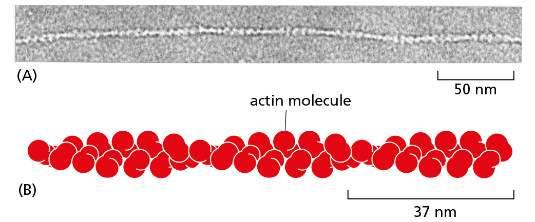 A diagram shows an electron micrograph of an actin filament above a space-filling model of the actin filament.