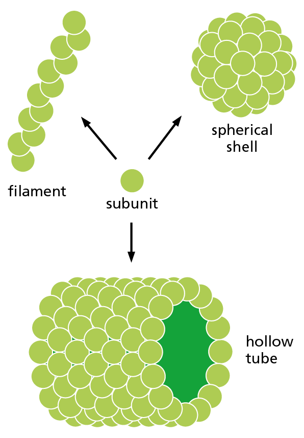 A diagram shows how a protein subunit can combine to form a filament, spherical shell, and hollow tube.