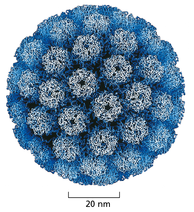 A diagram shows a viral capsid composed of many spherical shells.