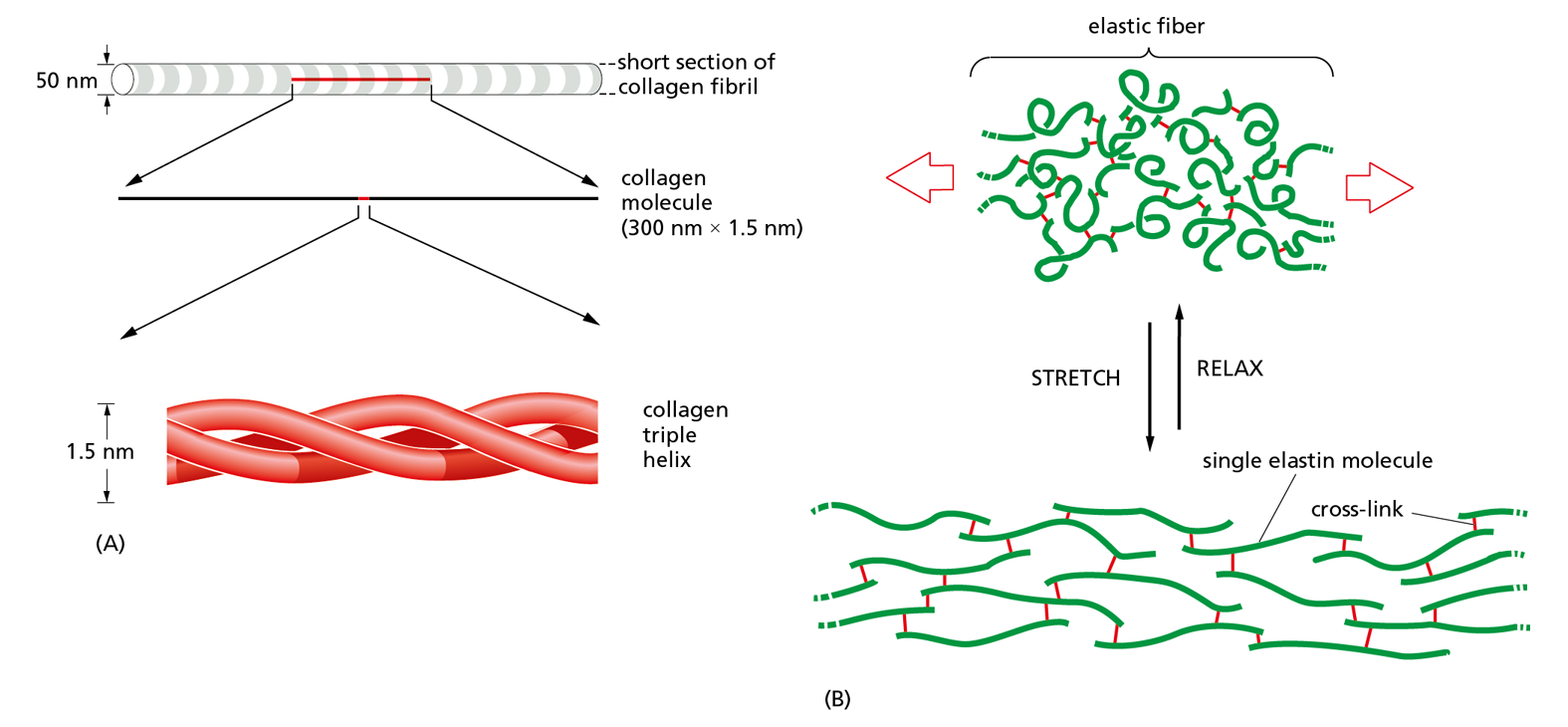 A diagram shows a successive breakdown of sections of collagen next to a comparison of stretched versus relaxed elastin fiber.