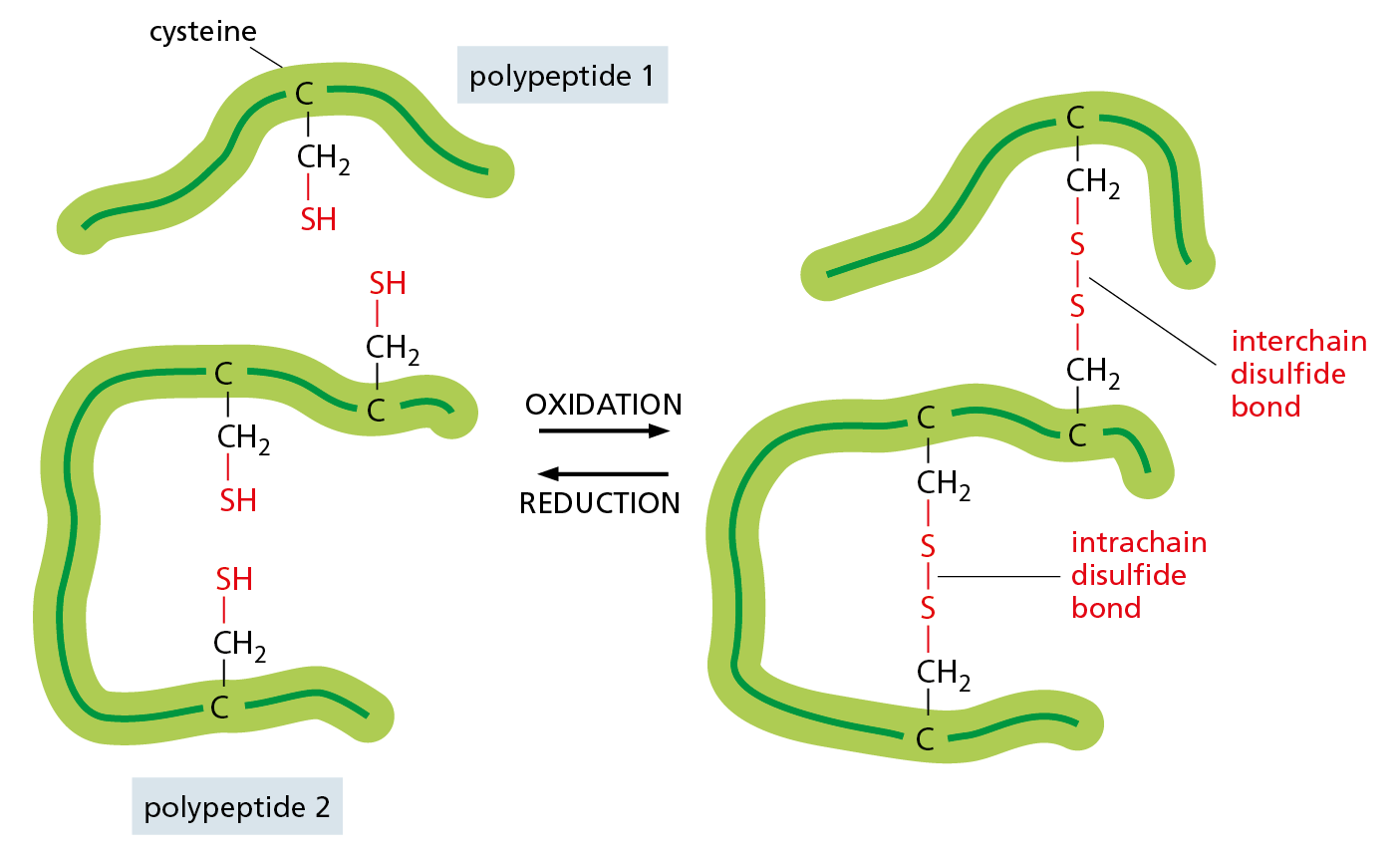A diagram shows how the formation of disulfide bonds between proteins do not significantly alter protein conformation.