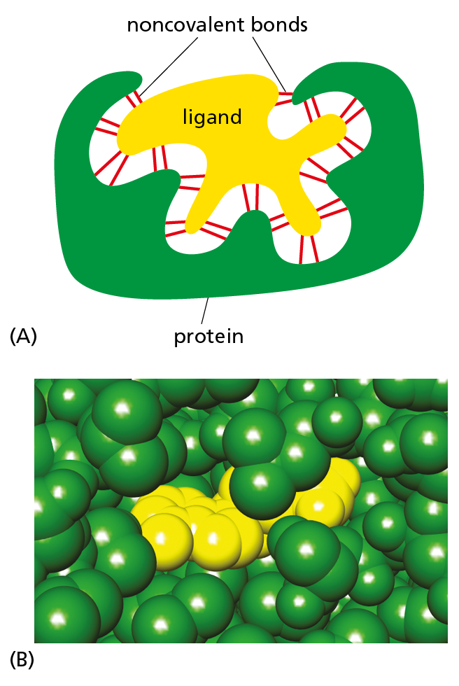 A diagram shows a drawing and a space-filling model of a ligand binding with a protein.