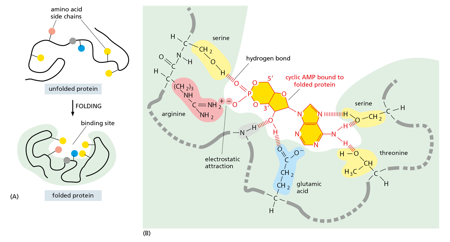 A diagram shows the unfolded and folded versions, with binding site, of a protein next to a close-up of the binding site with attached ligand.