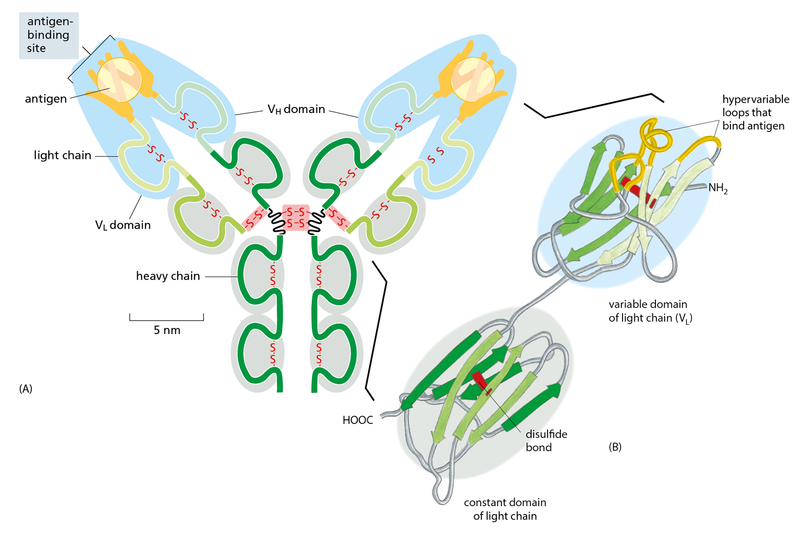 A diagram shows a drawing of a Y-shaped antibody next to enhanced ribbon models of two sections of the antibody.
