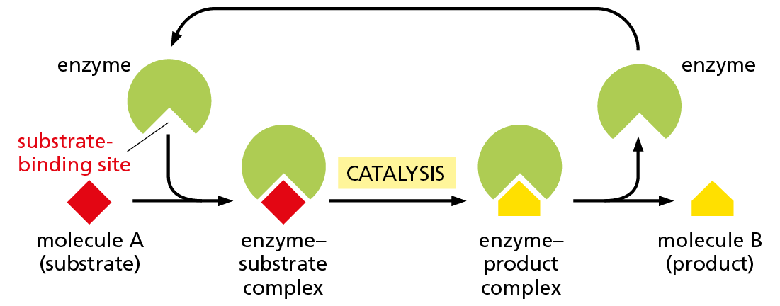 A diagram shows how a reaction between an enzyme and substrate results in a product and and unchanged enzyme.
