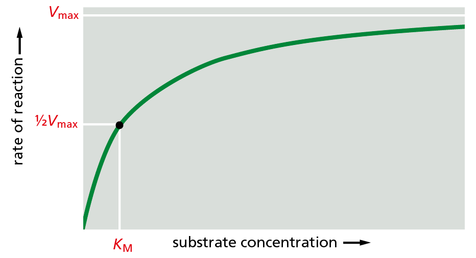 A line graph shows the rate of reaction versus substrate concentration.