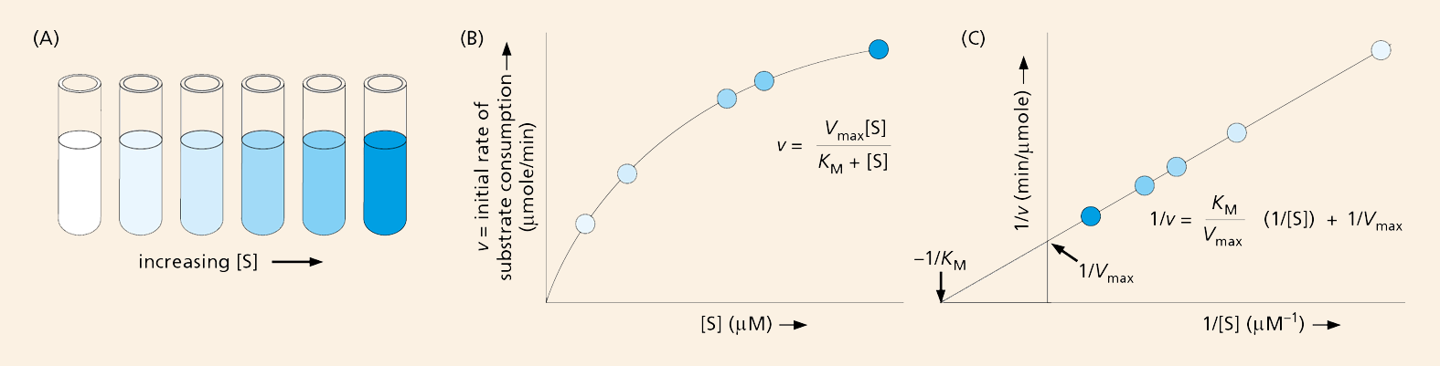 A diagram shows a series of test tubes next to two line graphs.