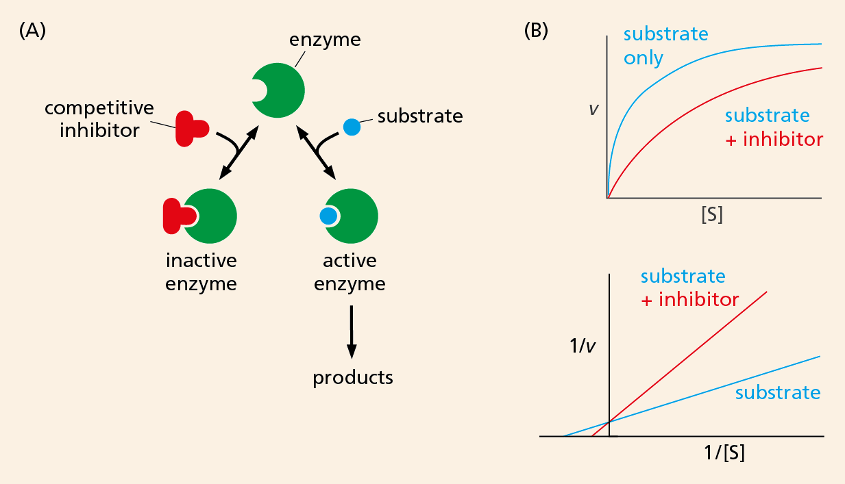 A diagram shows how an enzyme can bind to a competitive inhibitor or a substrate next to two line graphs.