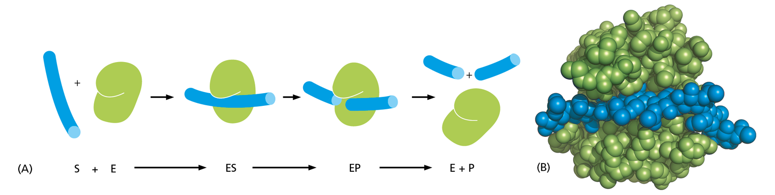 A diagram shows a step by step drawing of an enzyme-substrate complex that results in cutting the product next to a space-filling model of the enzyme-substrate complex.