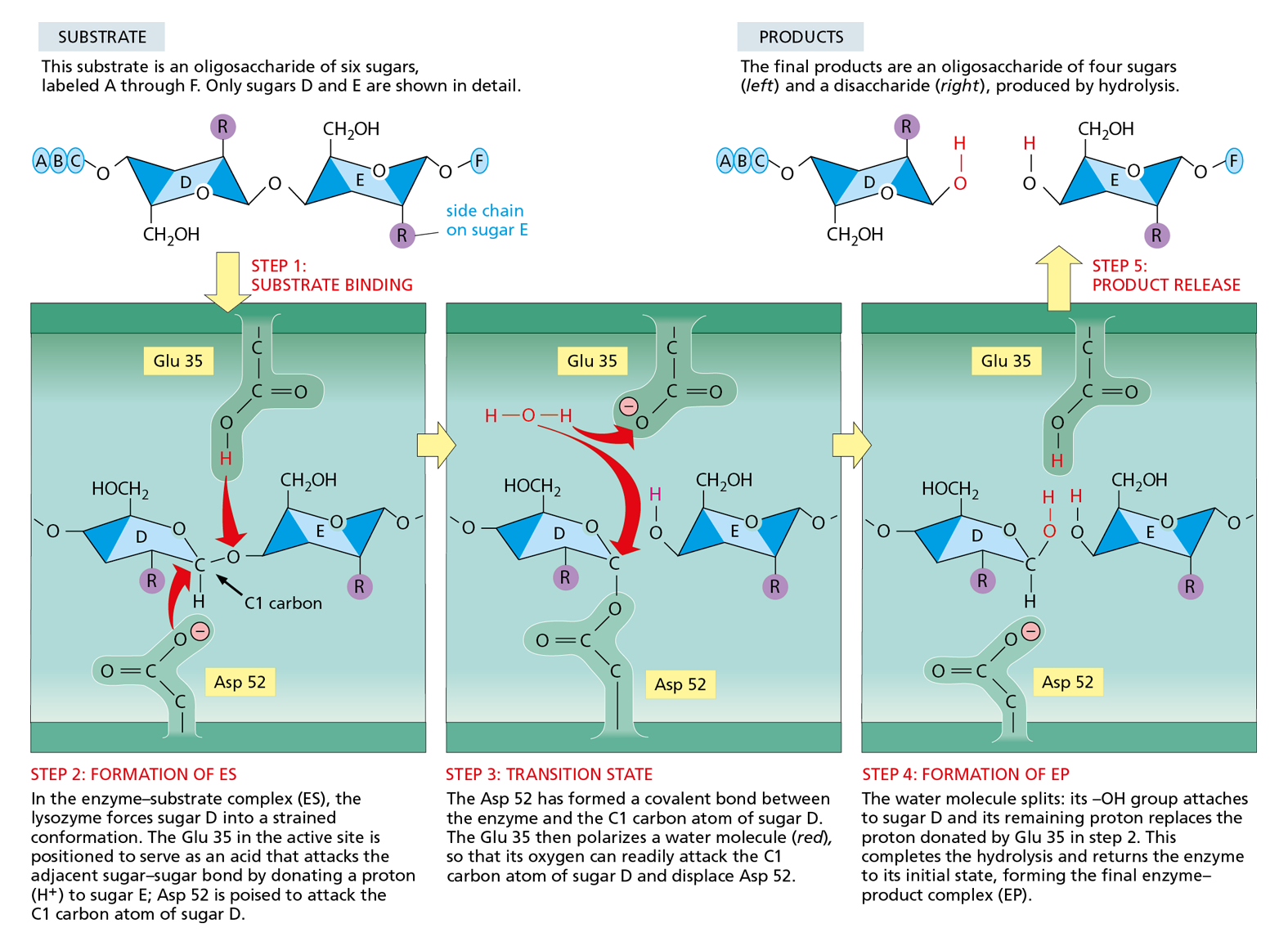 A diagram uses structural formulas to model how enzymes bind to and alter substrate molecules to form the final products.