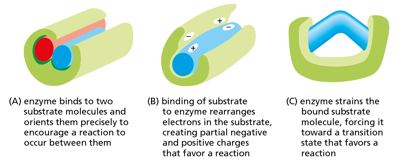 A diagram show three ways an enzyme can interact with substrate(s) to encourage a reaction.