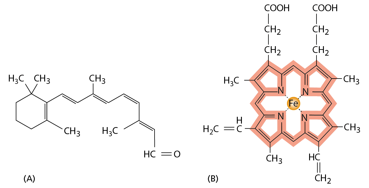 A diagram shows the structural formulas of retinal and hemoglobin.