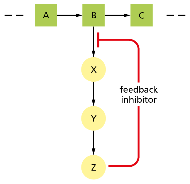 A diagram models negative feedback inhibition.