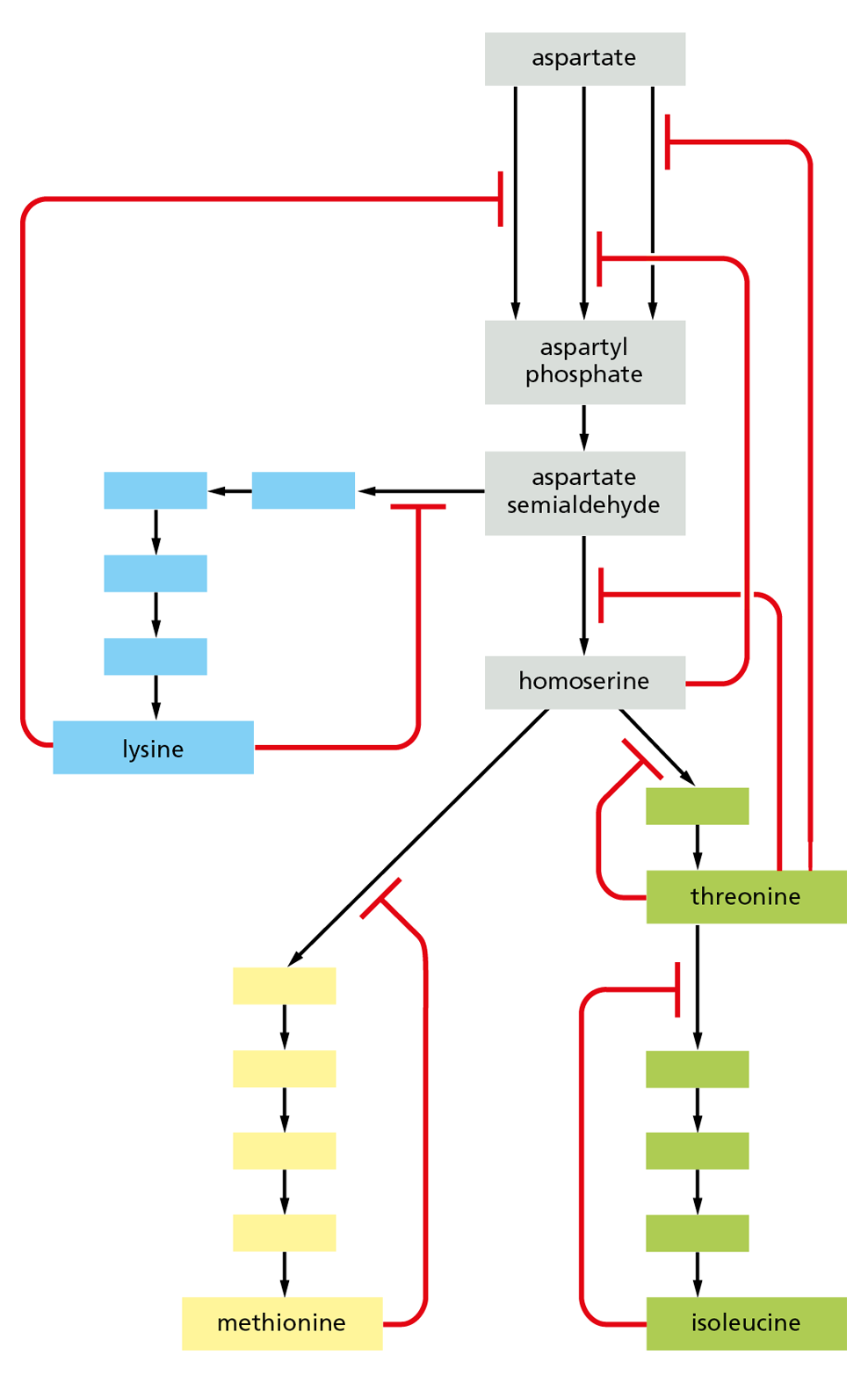 A diagram models negative feedback inhibition that can occur at multiple points in a connected pathway.
