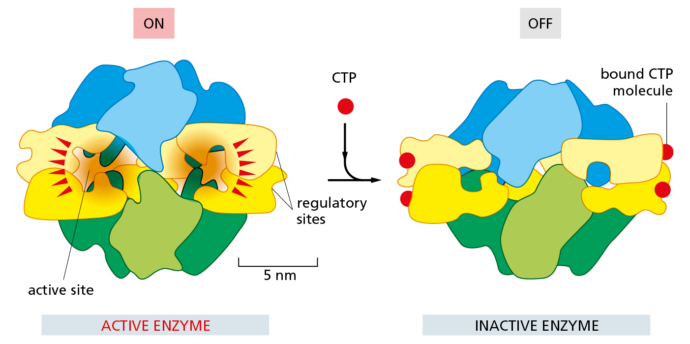 A diagram shows models of an active and inactive enzyme.