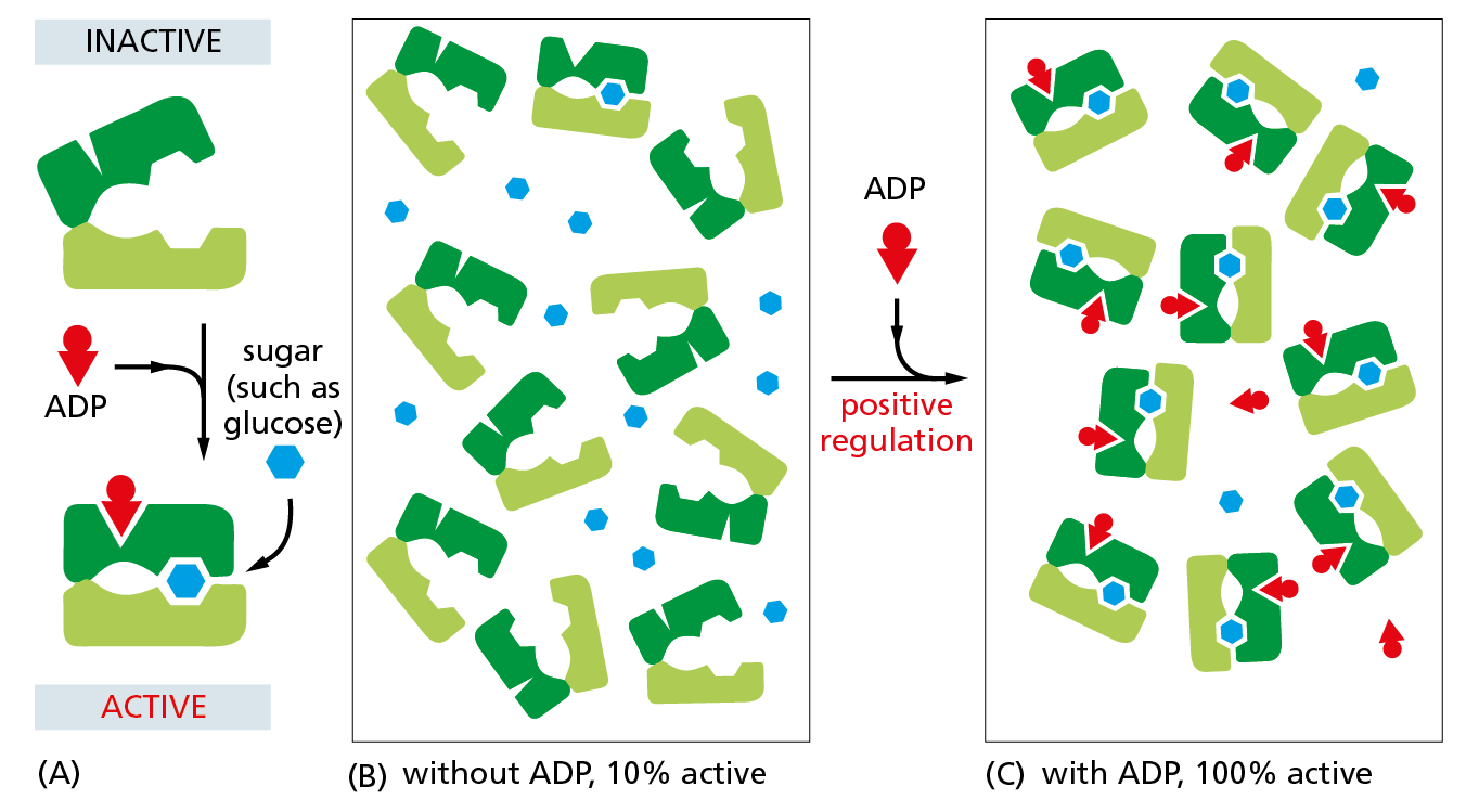 A diagram shows how amounts of two different conformations of the same protein is dependent upon concentrations of stabilizing ligands.