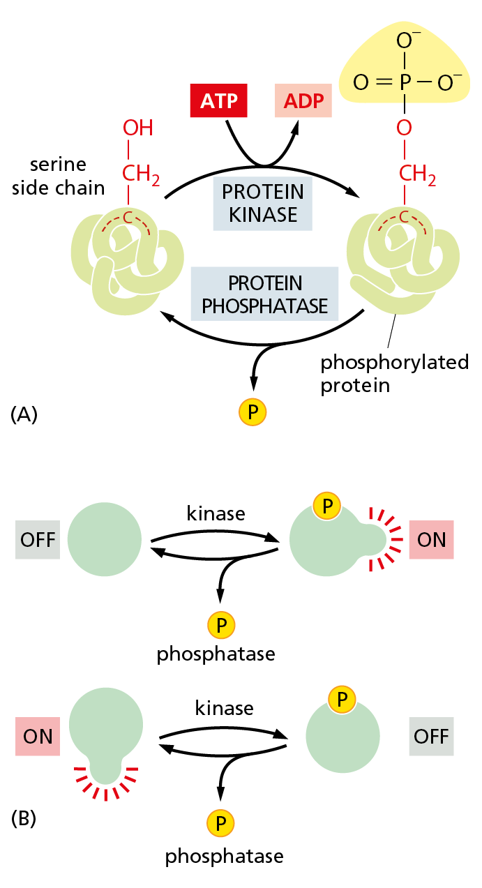 A diagram first models the steps involved in reversible protein phosphorylation reactions and then provides a simplified model of how the protein is turned off and on.