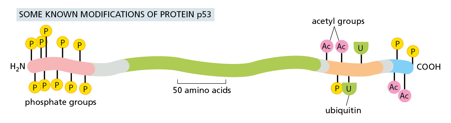 A diagram shows the many amino acid side chains that can be modified on a single protein.