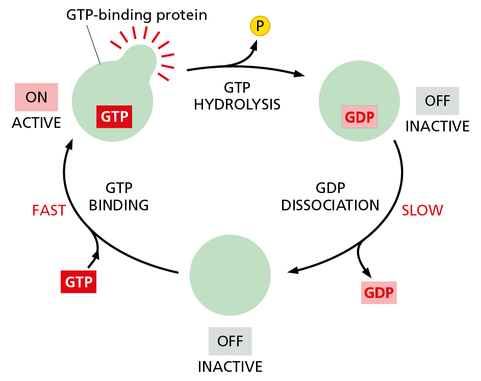 A diagram models the reversible binding and dissociation of GTP and protein.
