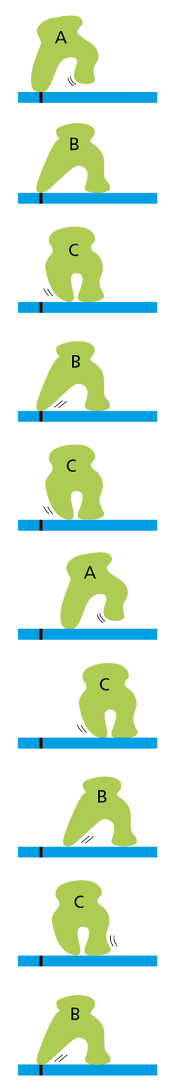 A diagram models the reversible conformational changes that direct movement in a protein.