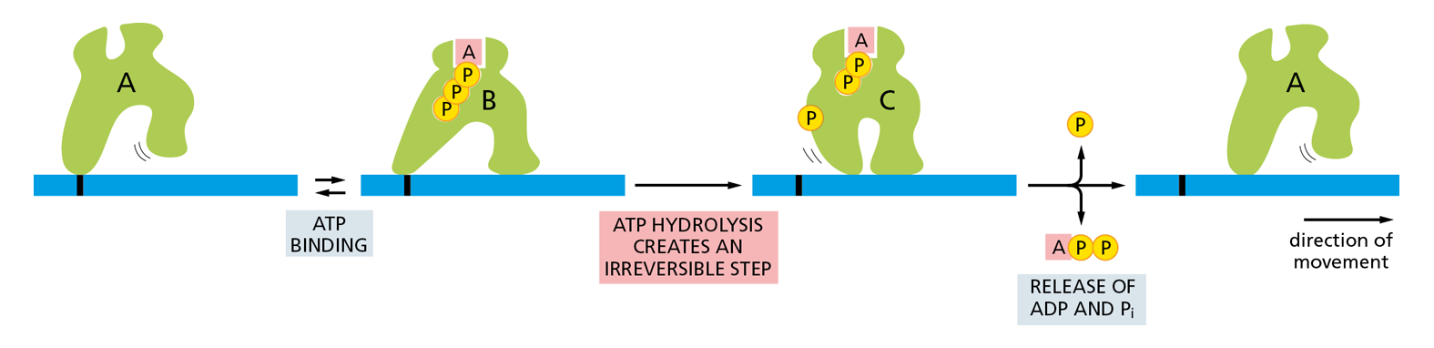 A diagram models how the binding of ATP creates an irreversible step to direct unidirectional movement in a protein.