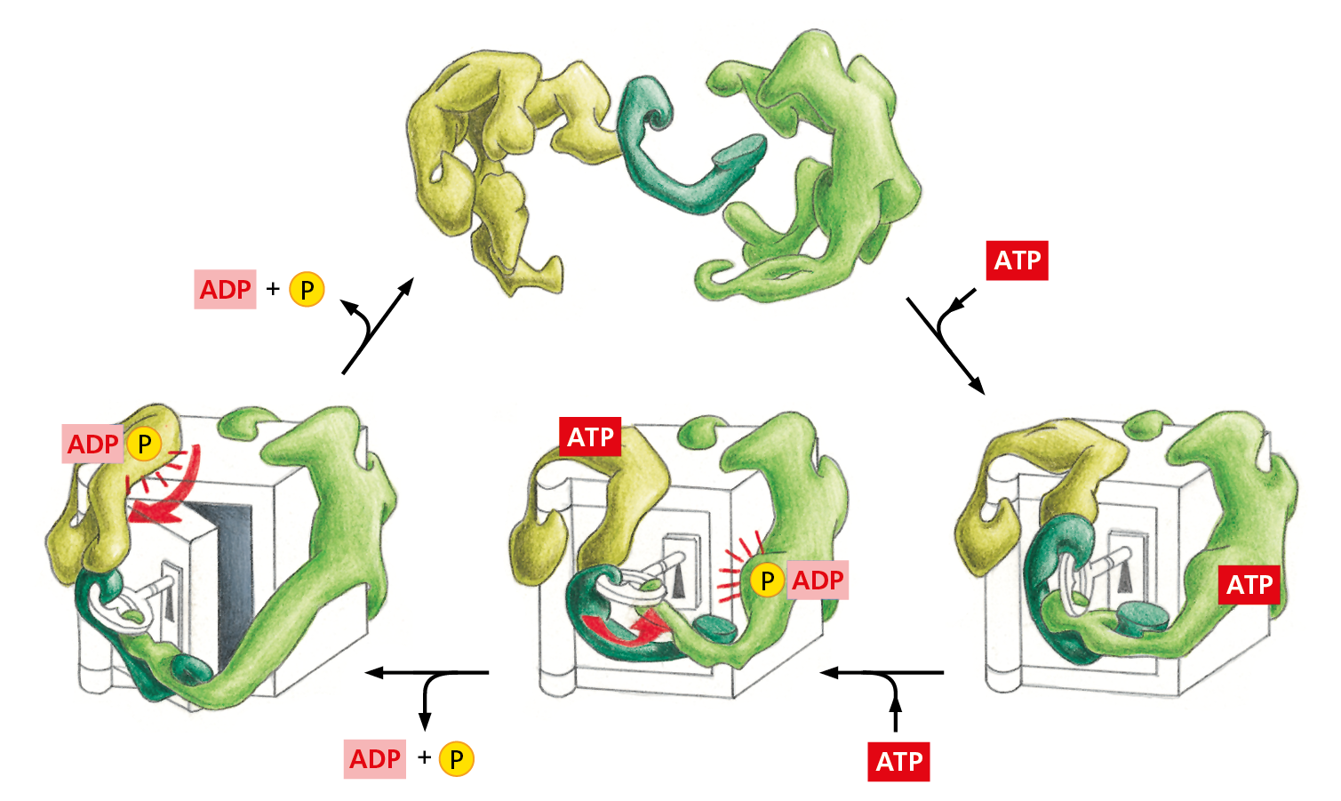 A diagram models how the binding and hydrolysis of ATP drives a coordinated series of reactions in a protein machine.