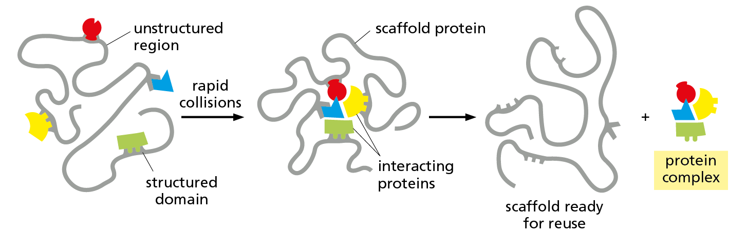 A diagram models how proteins bound to a scaffold protein are brought together to form a protein complex.