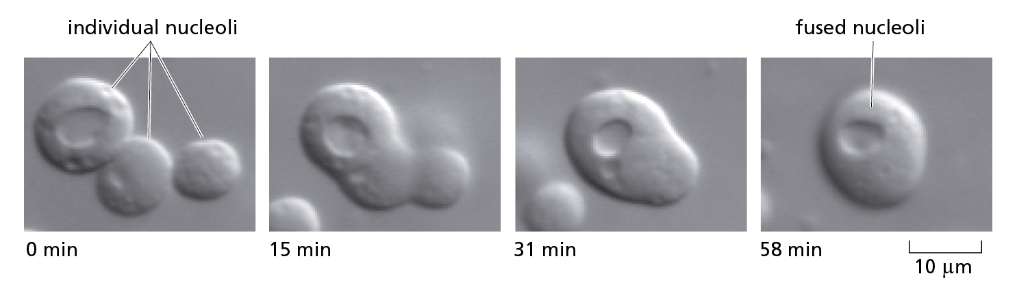 Microscope images show time lapse of individual nucleoli fusing together.