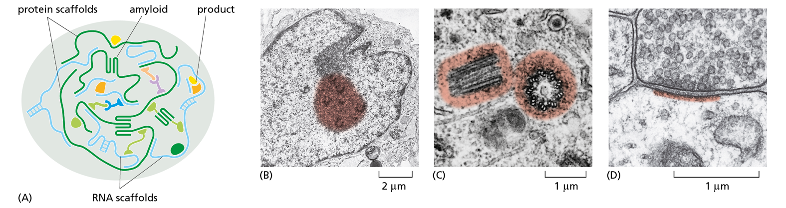 A diagram shows a drawing next to three microscope images of intracellular condensates.