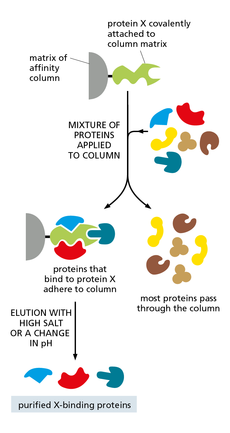 A diagram models the steps involved in affinity chromatography to isolate proteins that interact with protein being studied.