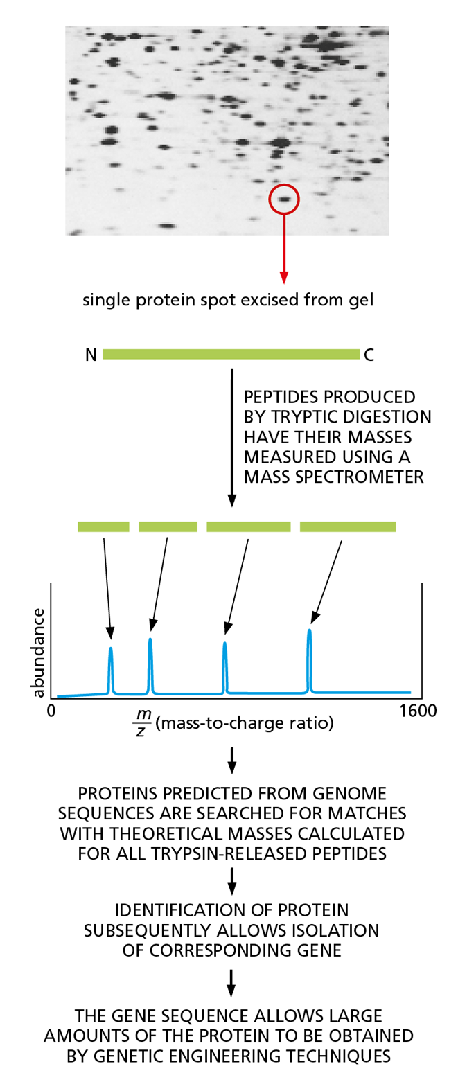 A diagram shows a protein isolated from a mass spectrometry gel and the steps involved in the identification of the protein.