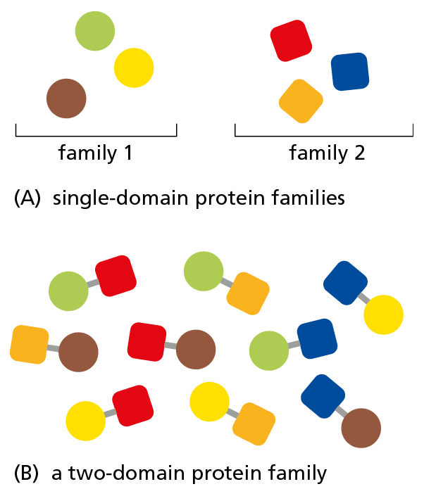 The diagram shows that proteins generally belong either to a single-domain protein family or a two-domain protein family.