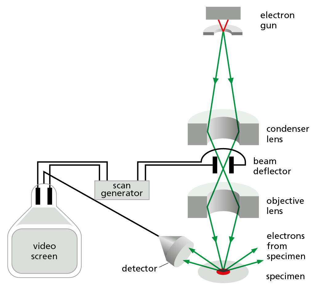 Scanning Electron Microscopy