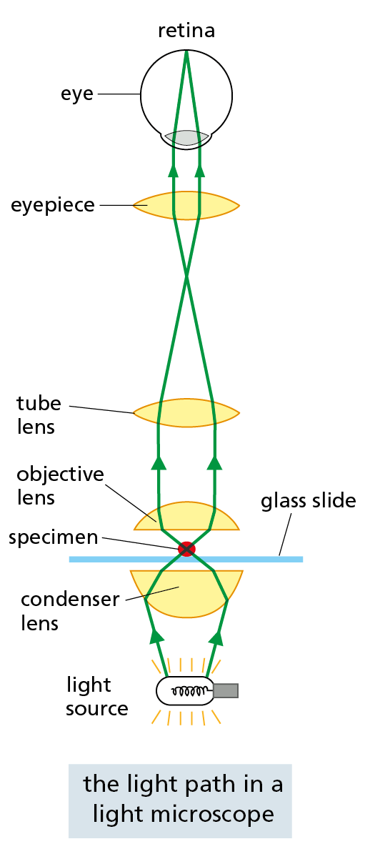 Conventional Light Microscopy