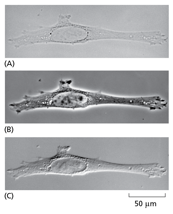 Looking at Living Cells.