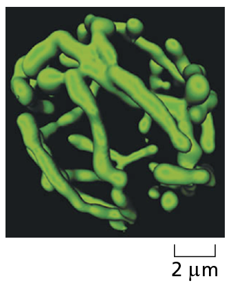Confocal fluorescence microscopy