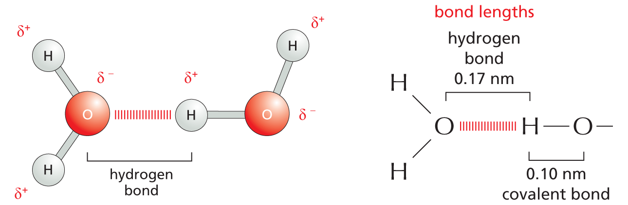 Hydrogen Bonds