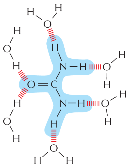 Hydrophilic Molecules
