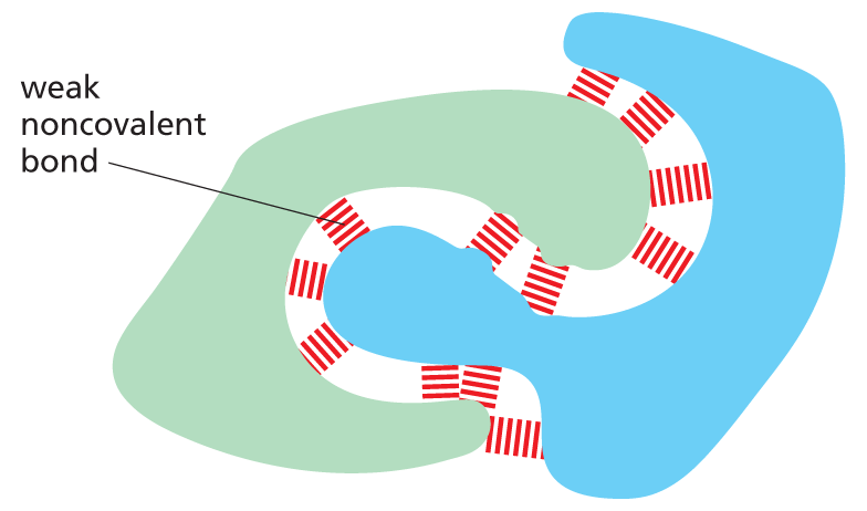 Weak noncovalent chemical bonds