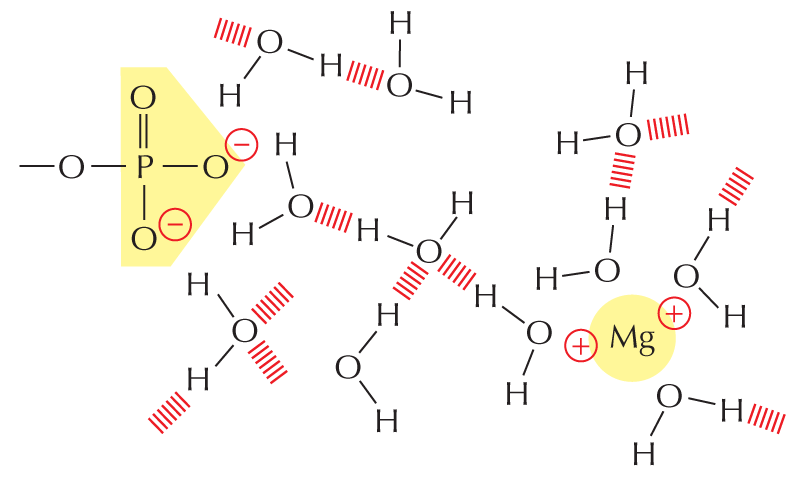 Electrostatic Attractions in water