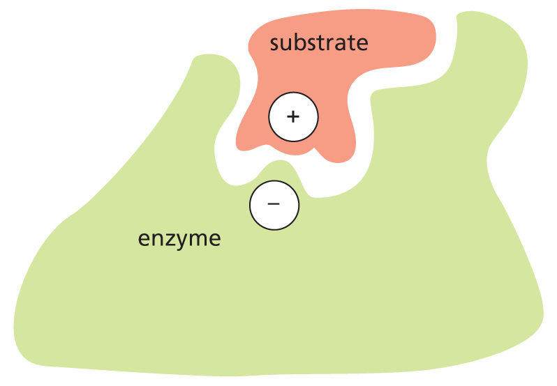 Electrostatic Attractions in water