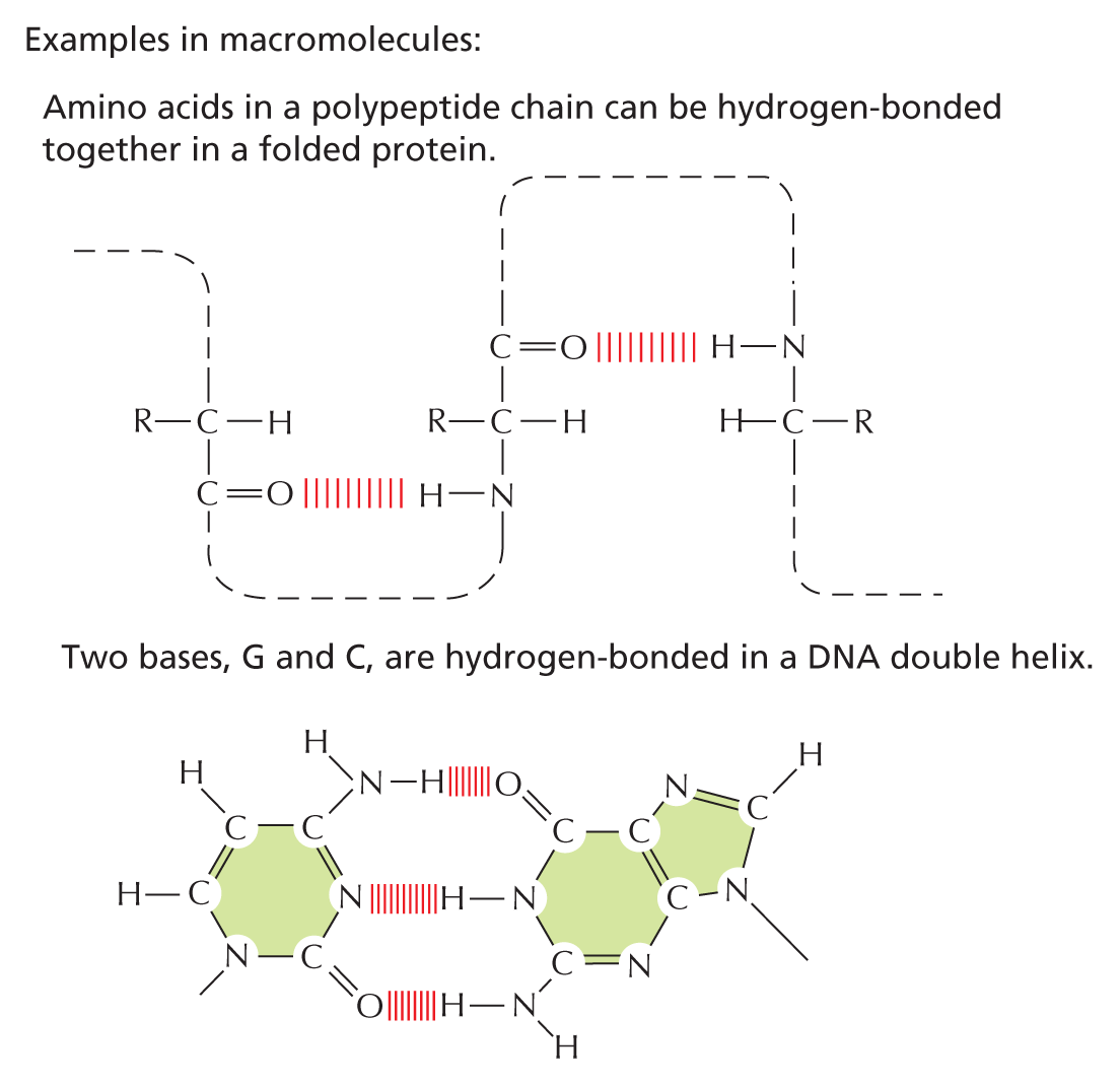 Hydrogen Bonds