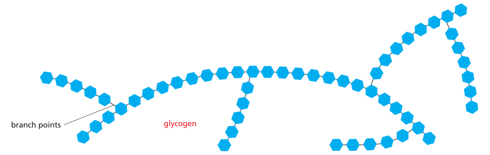 Oligosaccharides and Polysaccharides