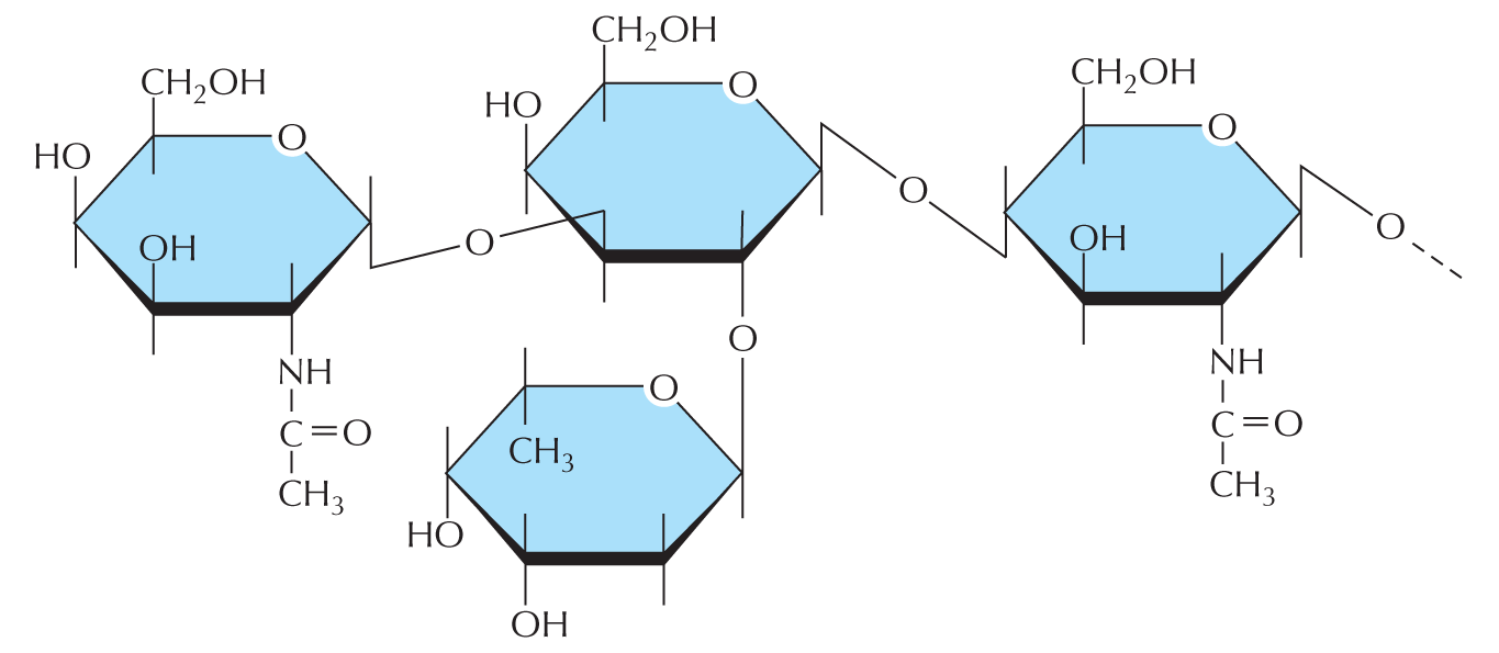 Complex Oligosaccharides