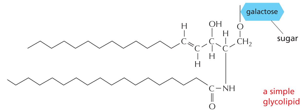 Glycolipids