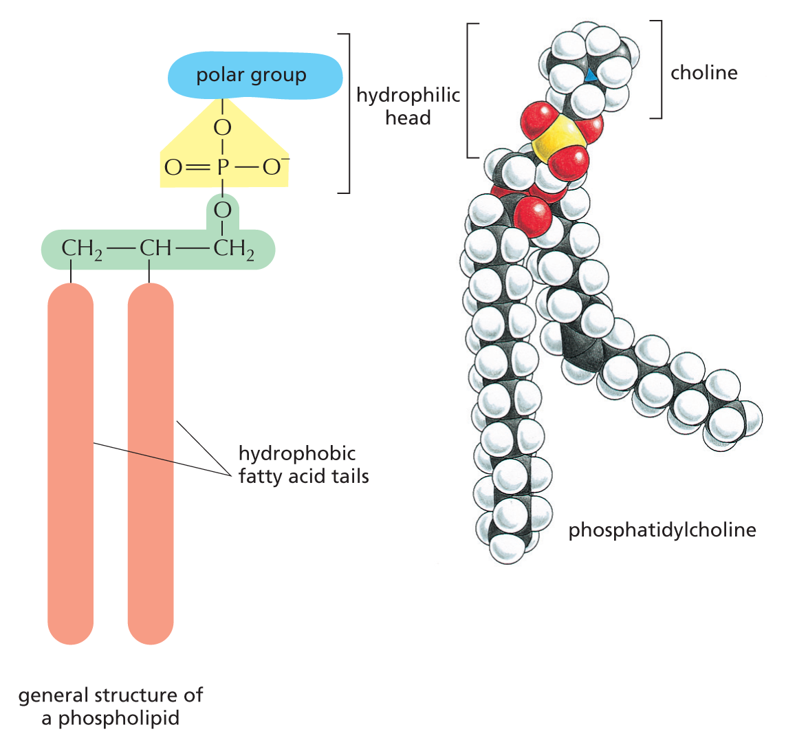 Phospholipids