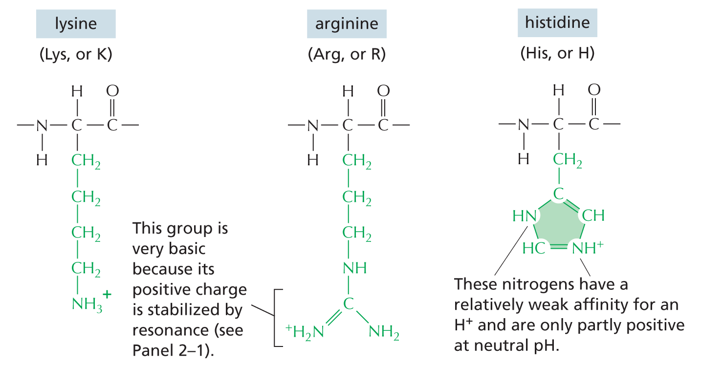 Basic Side Chains