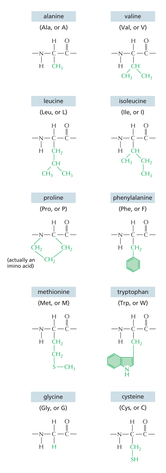 Nonpolar Side Chains