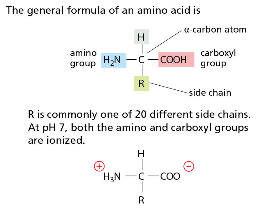 The Amino Acid